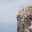 Gannets on Bass Rock