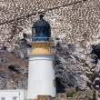 Gannets near Bass Rock, Firth of Forth