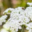 Umbellifera with bee, Tresco Abbey Gardens