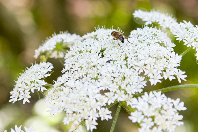 Umbellifera with bee, Tresco Abbey Gardens