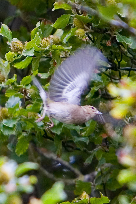 I should know this little Irish bird....