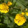 Buttercup with fly, Tresco Abbey Gardens