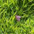 Butterfly, Great Saltee Island, off southeastern coast of Ireland