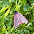 Butterfly, Great Saltee Island, off southeastern coast of Ireland