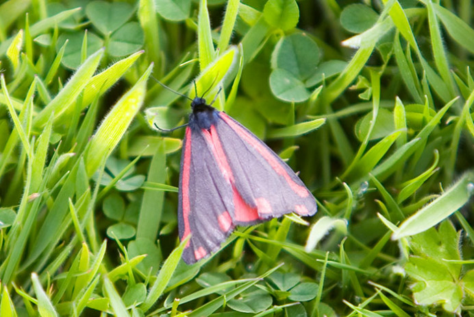 Butterfly, Great Saltee Island, off southeastern coast of Ireland