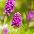 Common spotted orchid, Great Saltee Island, off southeastern coast of Ireland