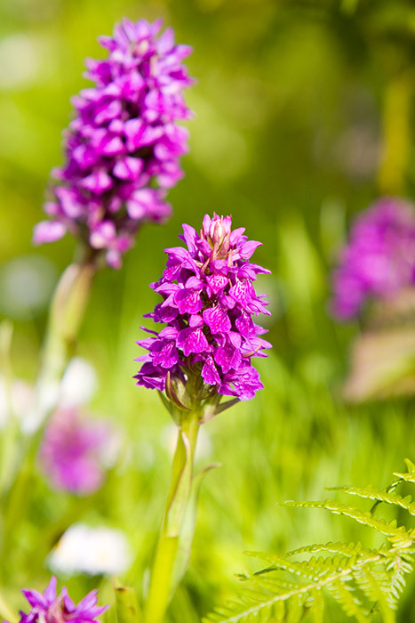 Common spotted orchid, Great Saltee Island, off southeastern coast of Ireland