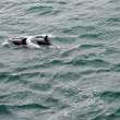 Dolphins alongside