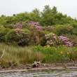 Flags and rhododendron, Sneem, Co. Kerry, Ireland