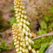 Flower, Great Saltee Island, off the southern coast of Ireland