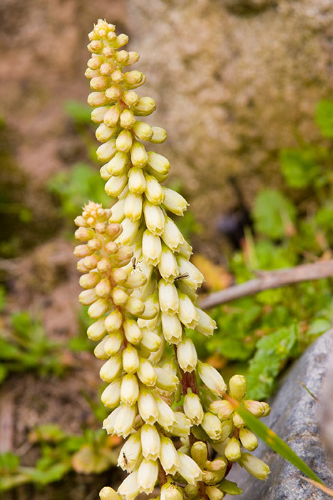 Flower, Great Saltee Island, off the southern coast of Ireland