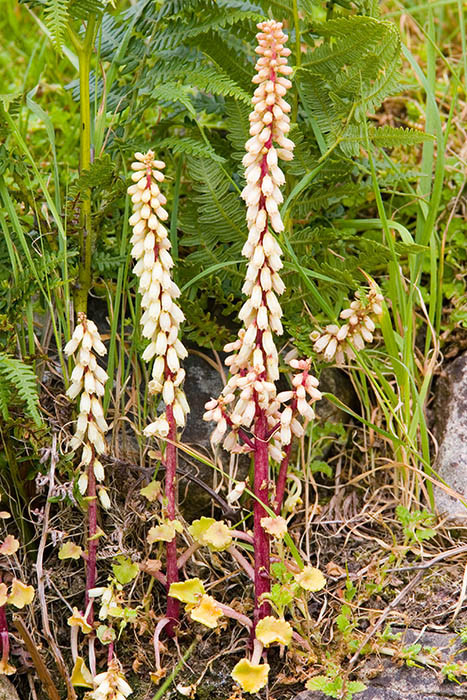 Flower, Great Saltee Island, off the southern coast of Ireland