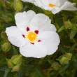 Flower, Sneem, Co. Kerry, Ireland