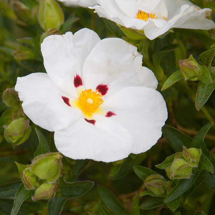 Flower, Sneem, Co. Kerry, Ireland
