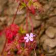 Flower along road, Dunmore, Co. Waterford, Ireland