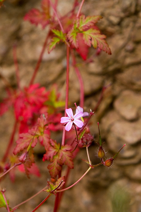 Flower along road, Dunmore, Co. Waterford, Ireland