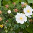 Flowers on road next to beach, Dunmore East