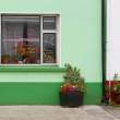 Flowers, Sneem, Co. Kerry, Ireland