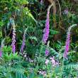 Foxglove, Tresco Abbey Gardens