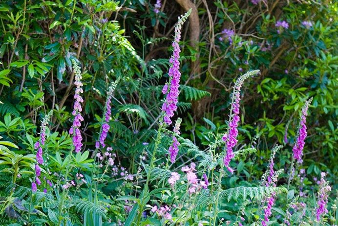 Foxglove, Tresco Abbey Gardens