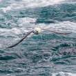 Fulmar