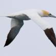 Northern Gannet