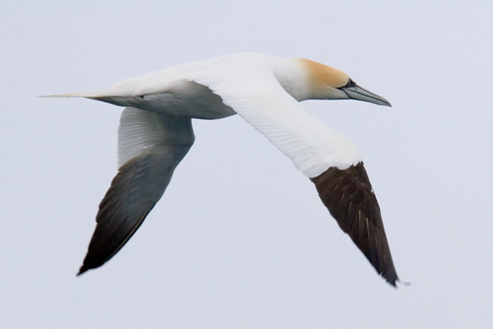 Northern Gannet