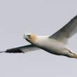 Gannet