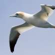 Gannets near Bass Rock, Firth of Forth