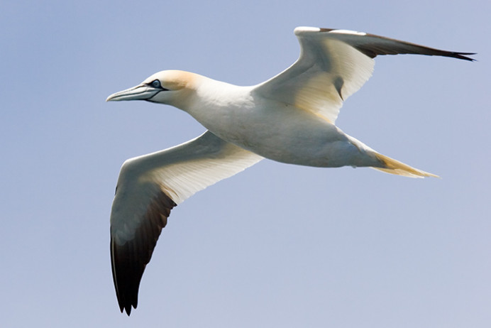 Gannets near Bass Rock, Firth of Forth