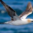 Gannets near Bass Rock, Firth of Forth