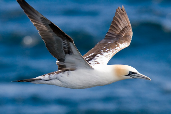 Gannets near Bass Rock, Firth of Forth