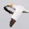 Gannets near Bass Rock, Firth of Forth