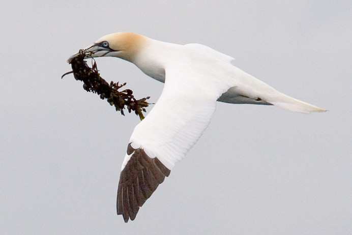 Gannets near Bass Rock, Firth of Forth