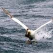 Gannets near Bass Rock, Firth of Forth
