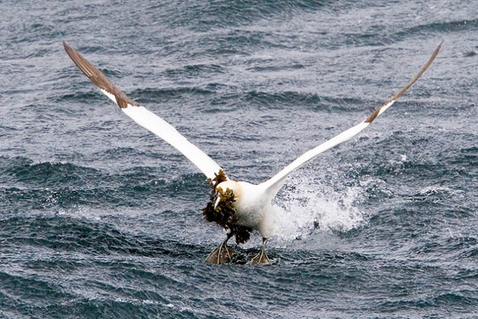 Gannets near Bass Rock, Firth of Forth