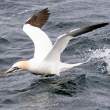 Gannets near Bass Rock, Firth of Forth