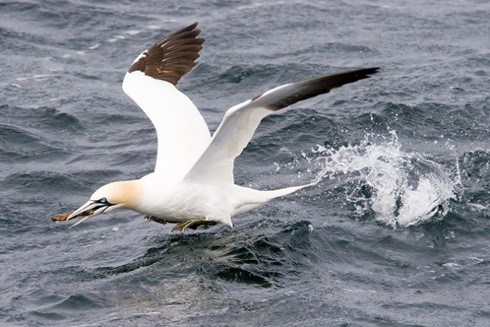 Gannets near Bass Rock, Firth of Forth