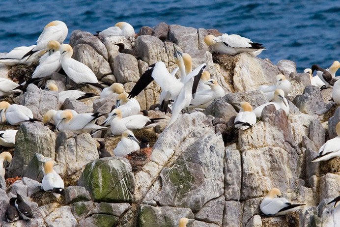 Gannet welcome home, Great Saltee Island, off the southern coast of Ireland