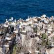 Gannets and murres, Great Saltee Island, off the southeastern coast of Ireland