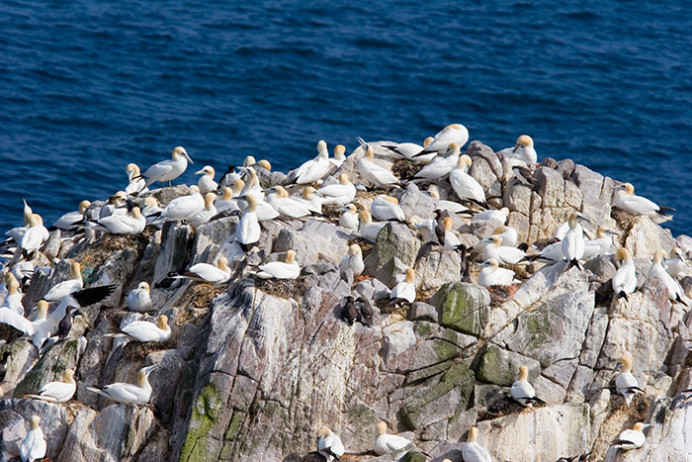 Gannets and murres, Great Saltee Island, off the southeastern coast of Ireland