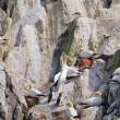 Gannets, Great Saltee Island, off the southeastern coast of Ireland