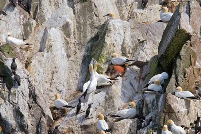 Gannets, Great Saltee Island, off the southeastern coast of Ireland