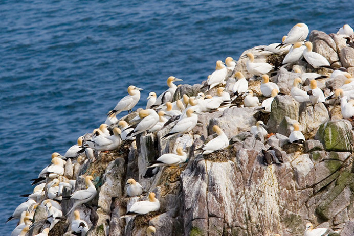Great Saltee Island, off the southern coast of Ireland