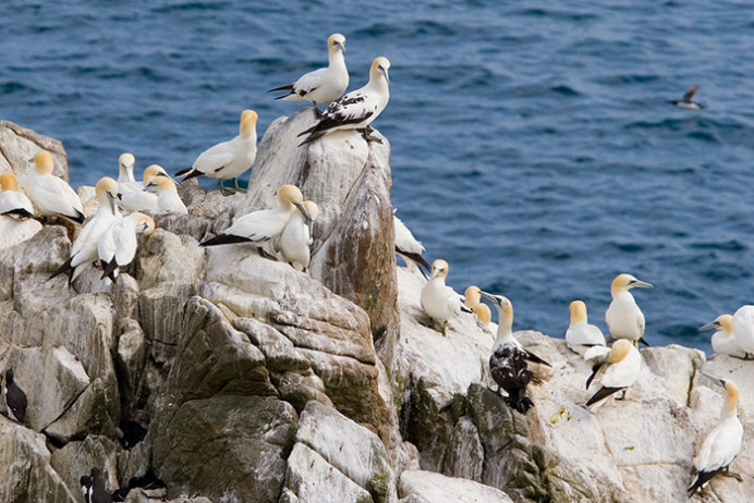 Gannetry, Great Saltee Island, off the southeastern coast of Ireland