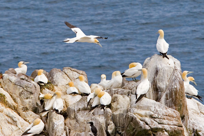 Gannetry, Great Saltee Island, off the southeastern coast of Ireland