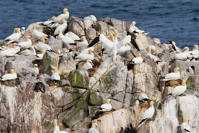 Gannetry, Great Saltee Island, off the southeastern coast of Ireland