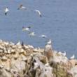 Gannetry, Great Saltee Island, off the southeastern coast of Ireland