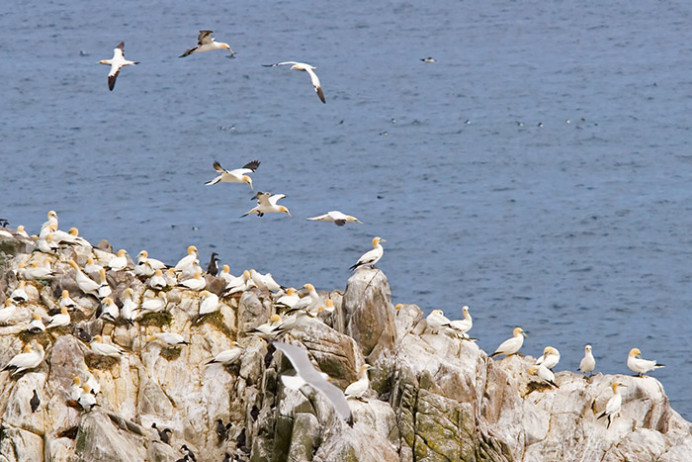 Gannetry, Great Saltee Island, off the southeastern coast of Ireland
