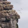 Gannets nesting